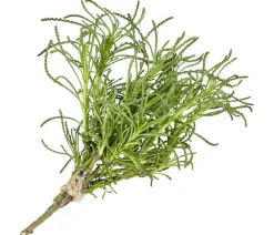Dehner Garten- & Heilkräuter|Küchenkräuter > Olivenkraut