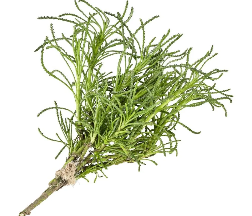 Dehner Garten- & Heilkräuter|Küchenkräuter > Olivenkraut