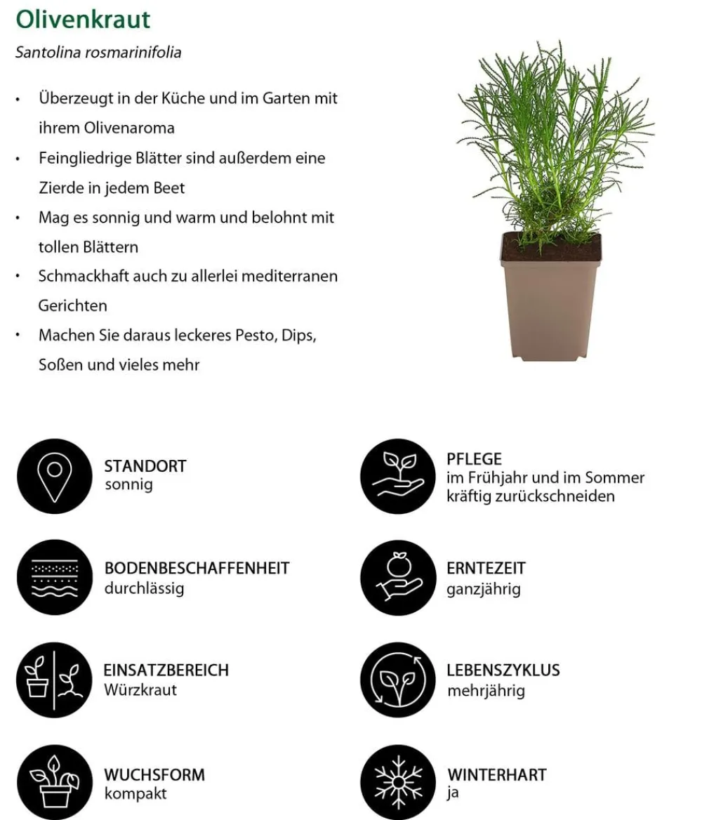 Dehner Garten- & Heilkräuter|Küchenkräuter > Olivenkraut