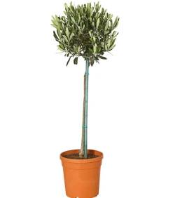 Dehner Terrassenpflanzen|Feigen- & Olivenbäume > Olive, Stämmchen