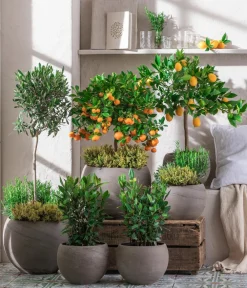 Dehner Terrassenpflanzen|Feigen- & Olivenbäume > Olive, Stämmchen