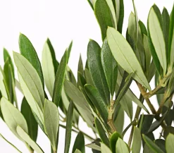 Dehner Terrassenpflanzen|Feigen- & Olivenbäume > Olive, Stämmchen