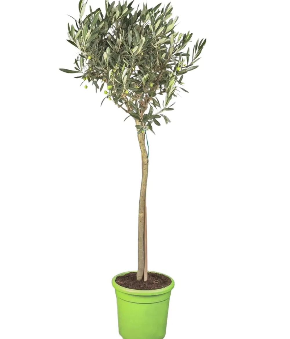 Dehner Terrassenpflanzen|Feigen- & Olivenbäume > Olive, Stämmchen