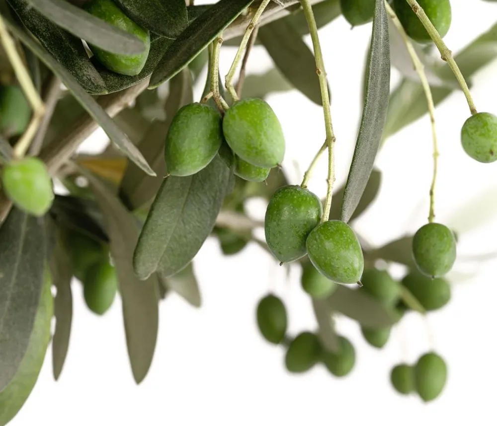 Dehner Olive, Stämmchen Sale