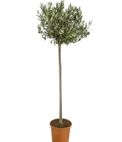 Dehner Olive, Stämmchen Sale