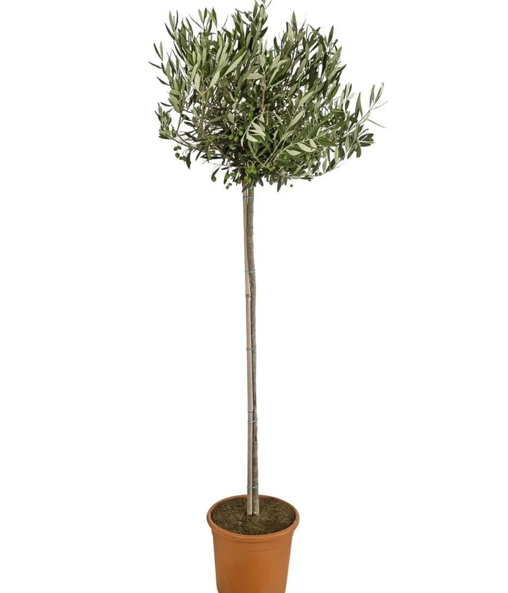 Dehner Olive, Stämmchen Sale