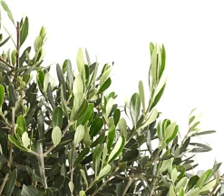 Dehner Olive, Stämmchen