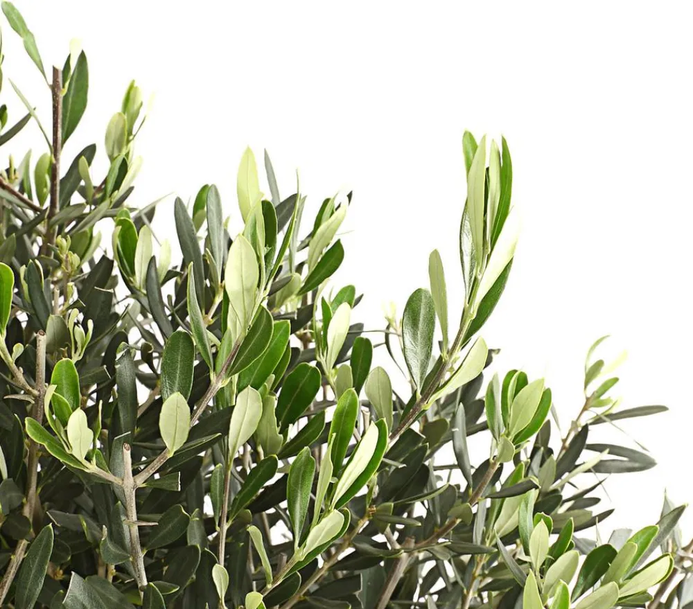 Dehner Olive, Stämmchen