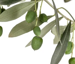 Dehner Olive, Stämmchen