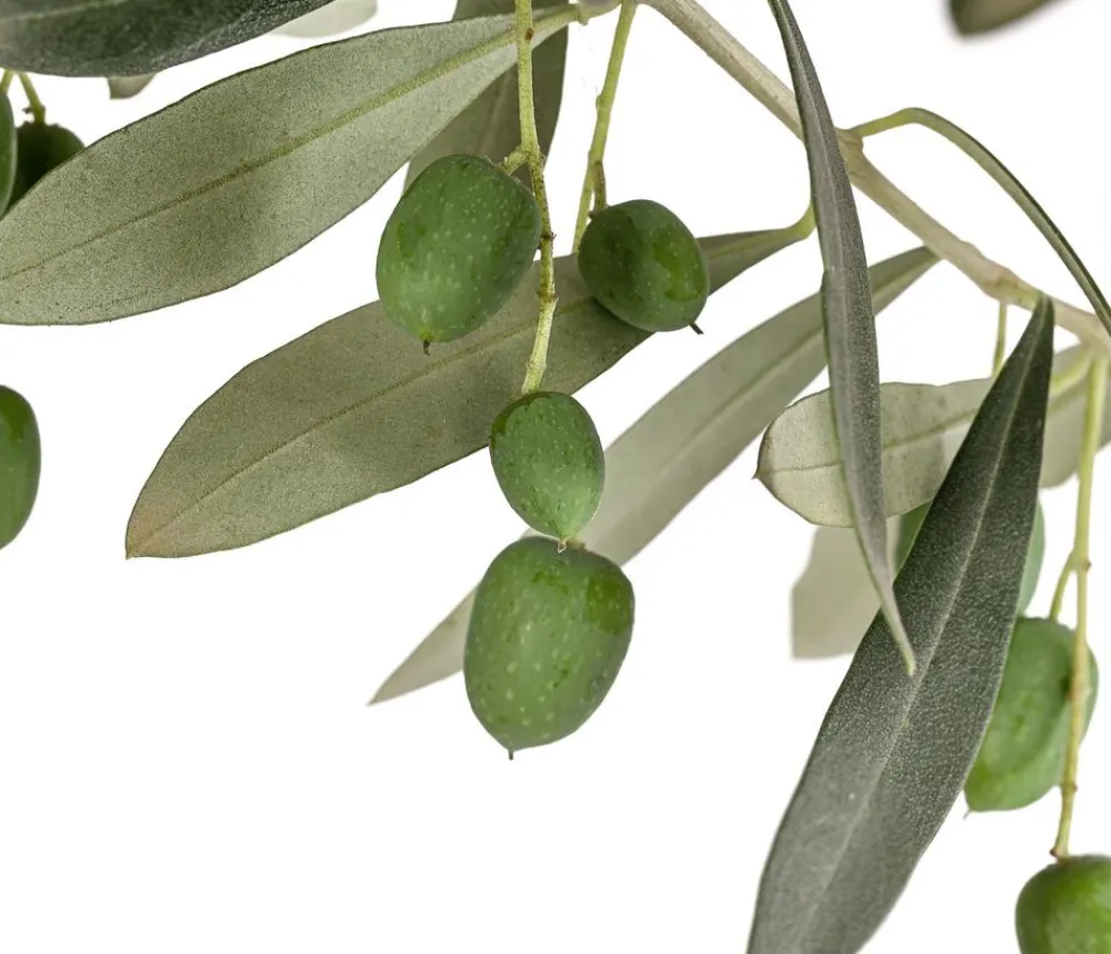 Dehner Olive, Stämmchen