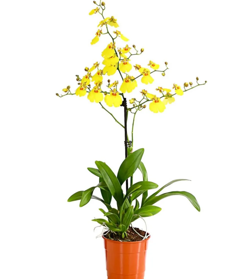 Dehner Oncidium Orchidee - Oncidium cultivars 'Sweet Sugar' Gelb