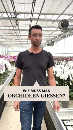 Dehner Oncidium Orchidee - Oncidium cultivars 'Sweet Sugar' Gelb