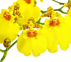 Dehner Oncidium Orchidee - Oncidium cultivars 'Sweet Sugar' Gelb