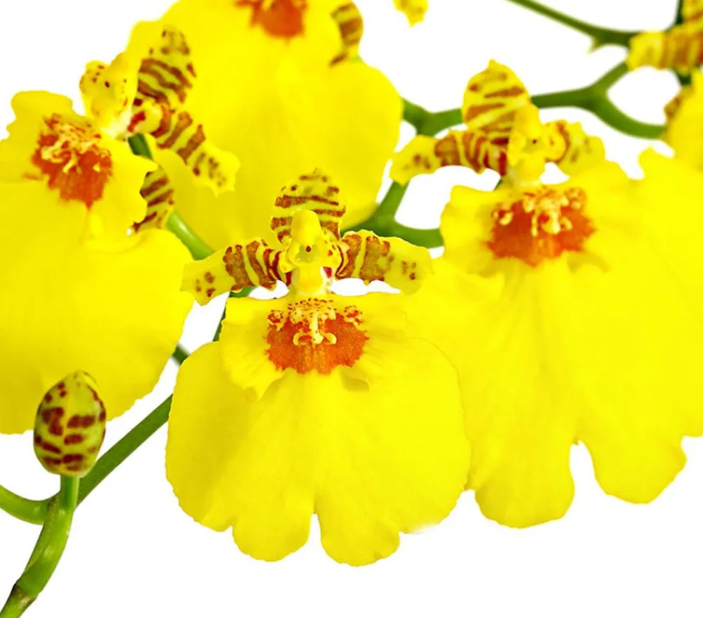Dehner Oncidium Orchidee - Oncidium cultivars 'Sweet Sugar' Gelb