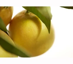 Dehner Zitruspflanzen|Terrassenpflanzen >