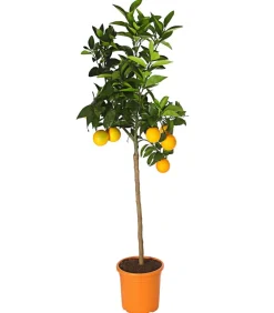 Dehner Zitruspflanzen|Terrassenpflanzen - Orange