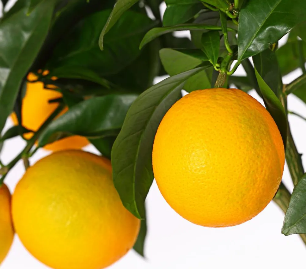 Dehner Zitruspflanzen|Terrassenpflanzen - Orange
