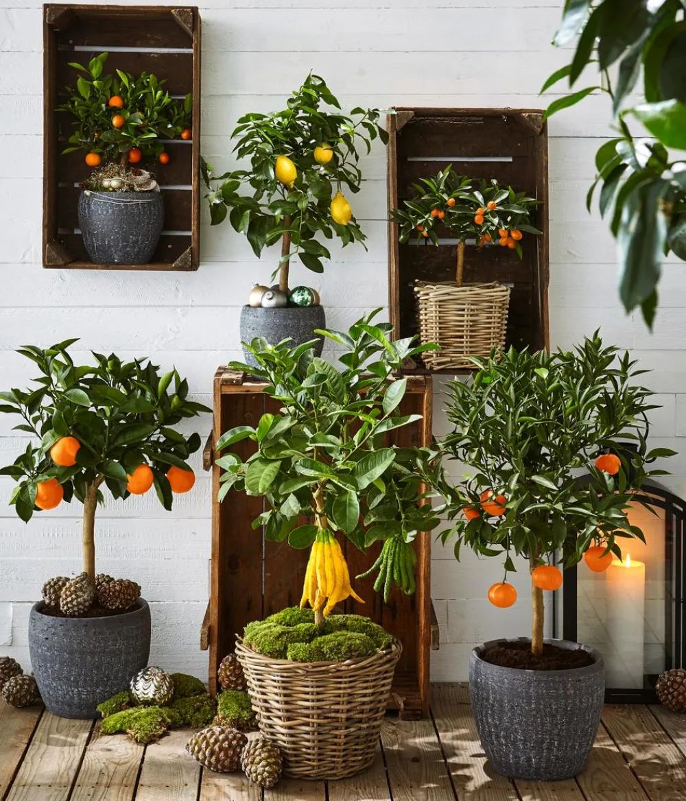 Dehner Zitruspflanzen|Terrassenpflanzen - Orange
