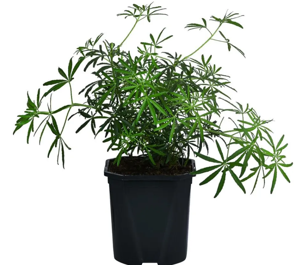 Dehner Orangenblume 'White Dazzler' Clearance