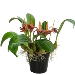 Dehner Orchideen - Orchidee - Bulbophyllum lobbii