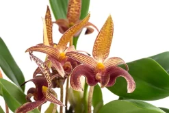 Dehner Orchideen - Orchidee - Bulbophyllum lobbii