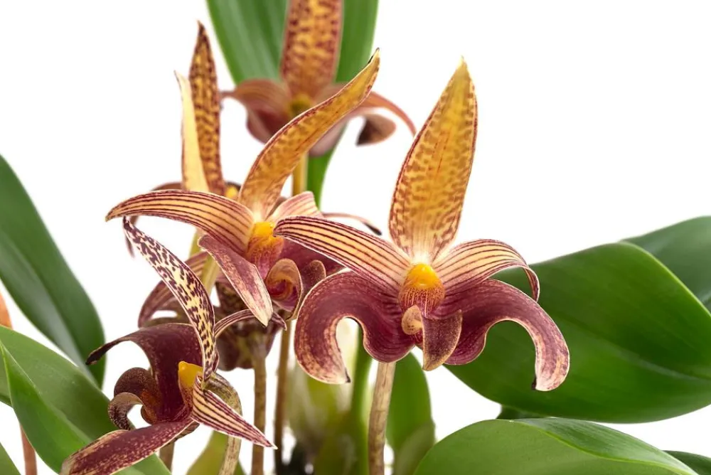 Dehner Orchideen - Orchidee - Bulbophyllum lobbii