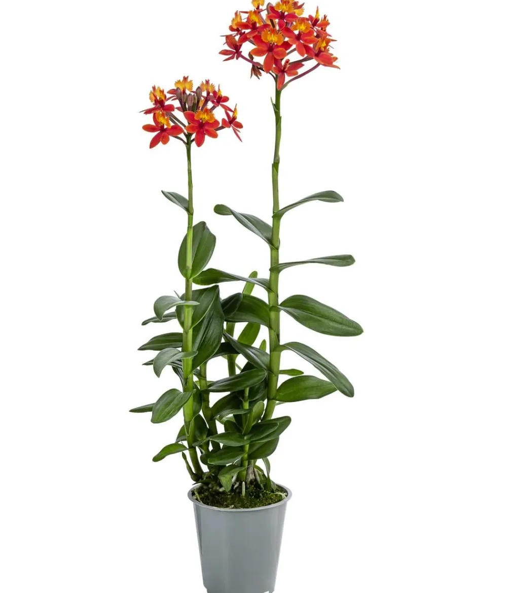 Dehner Orchideen - Orchidee - Epidendrum cultivars 'Nordic Fire'