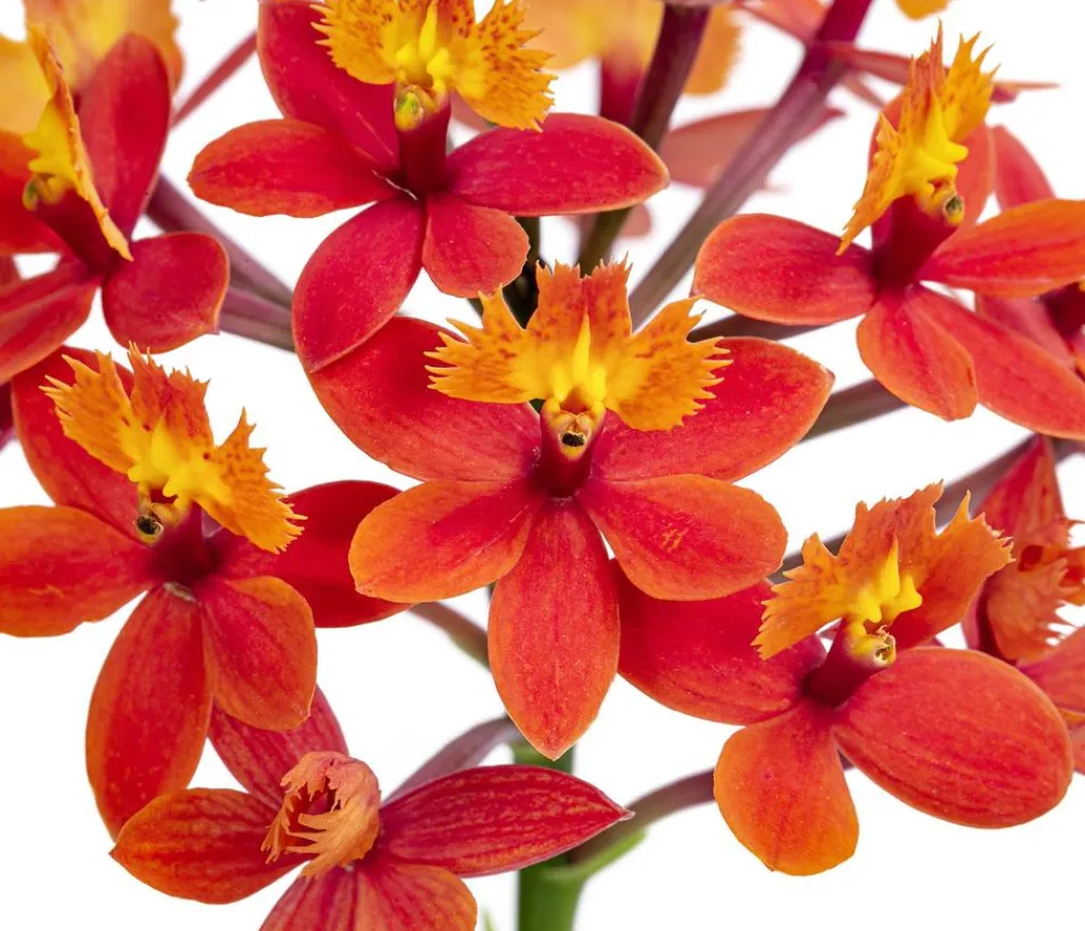Dehner Orchideen - Orchidee - Epidendrum cultivars 'Nordic Fire'