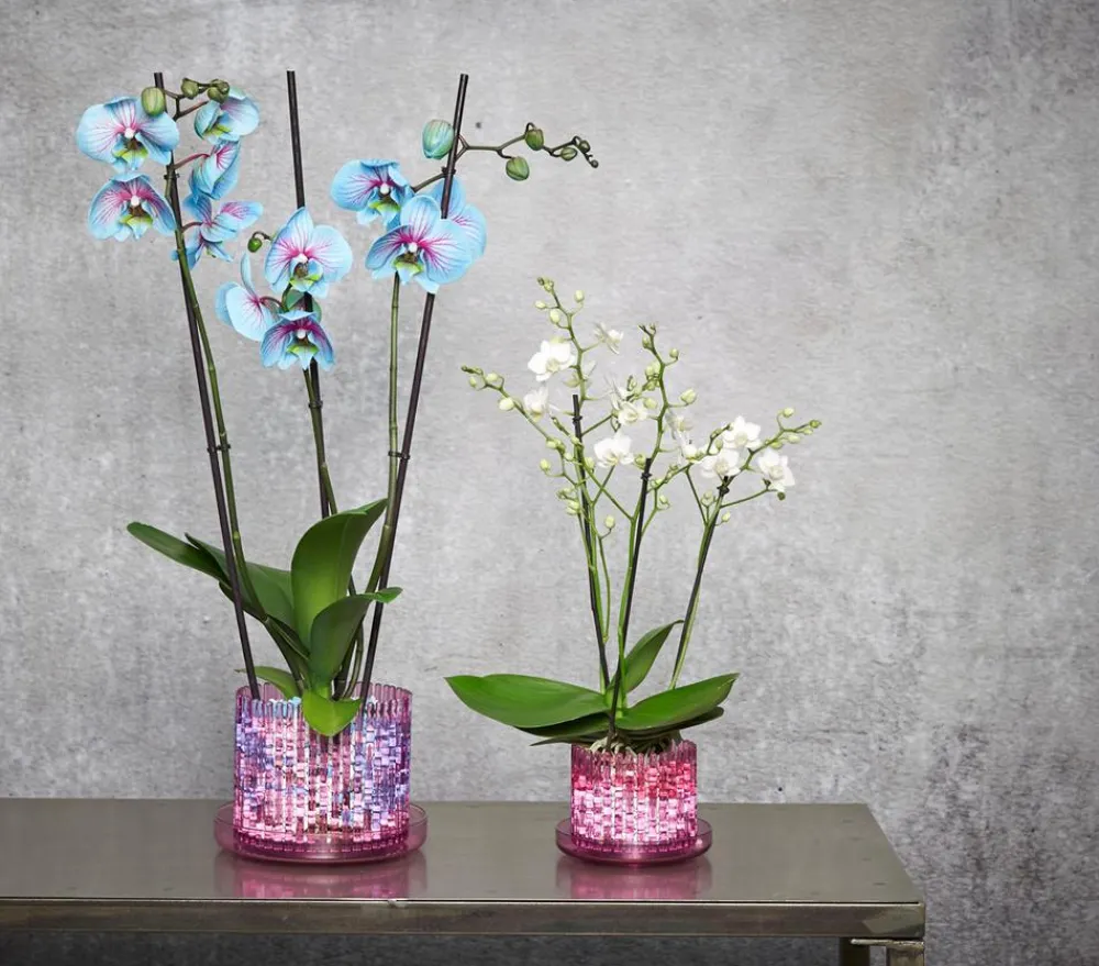 Orchitop® Orchideentöpfe > Orchideentopf M Set, rund, ca. Ø13 cm