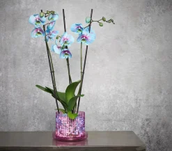 Orchitop® Orchideentöpfe > Orchideentopf M Set, rund, ca. Ø13 cm