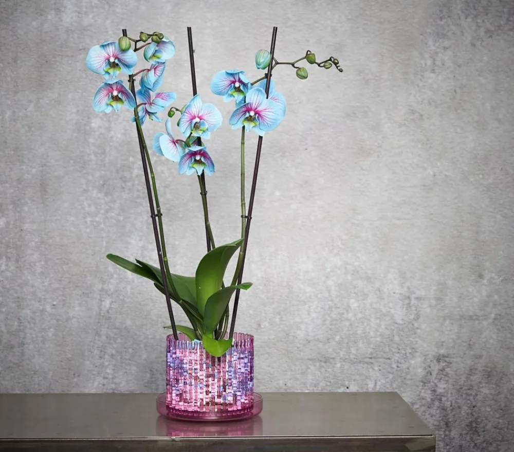 Orchitop® Orchideentöpfe > Orchideentopf M Set, rund, ca. Ø13 cm