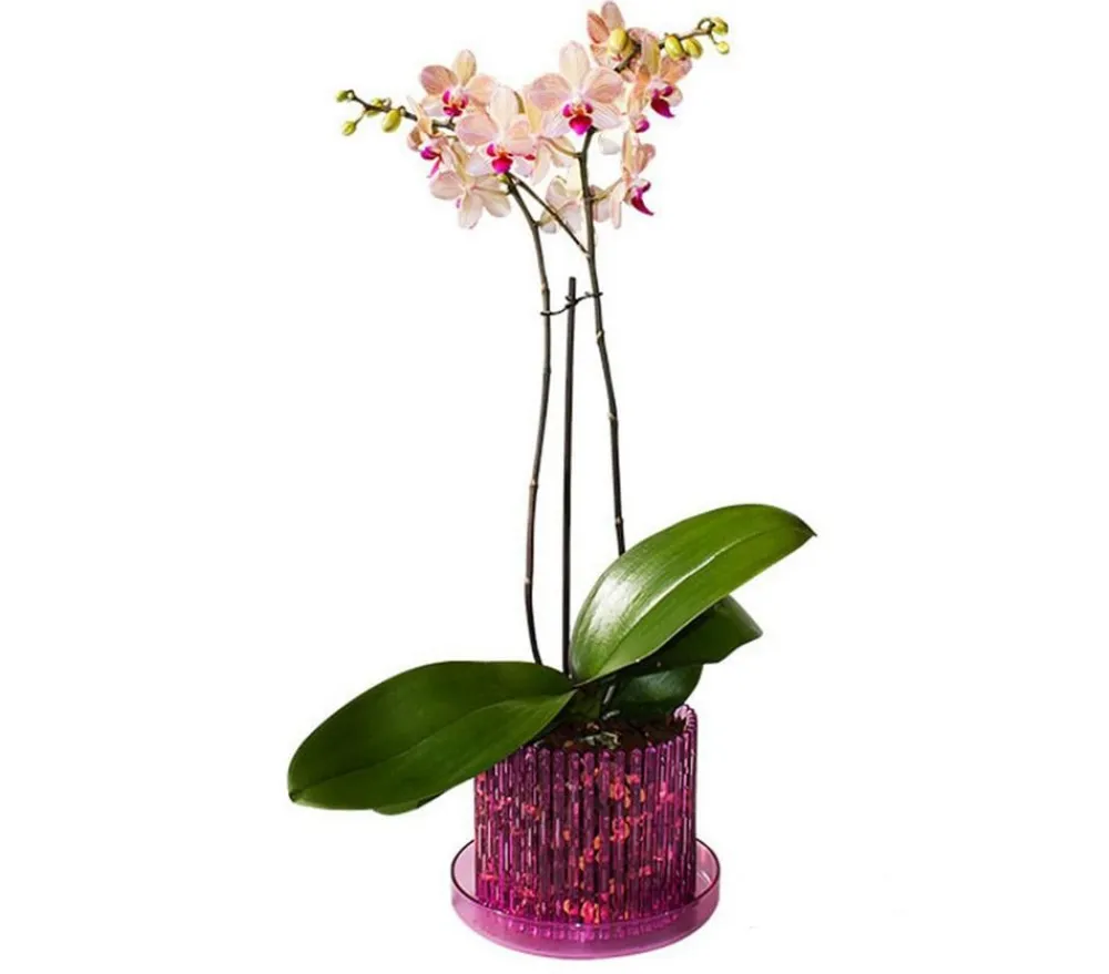 Orchitop® Orchideentöpfe > Orchideentopf M Set, rund, ca. Ø13 cm