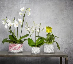 Orchitop® Orchideentopf M Set, rund, ca. Ø13 cm Dunkelrot Outlet