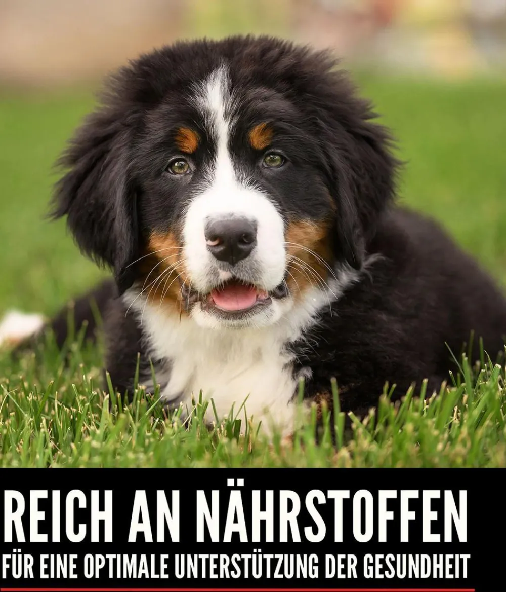 Orijen ™ Trockenfutter für Hunde Puppy Online