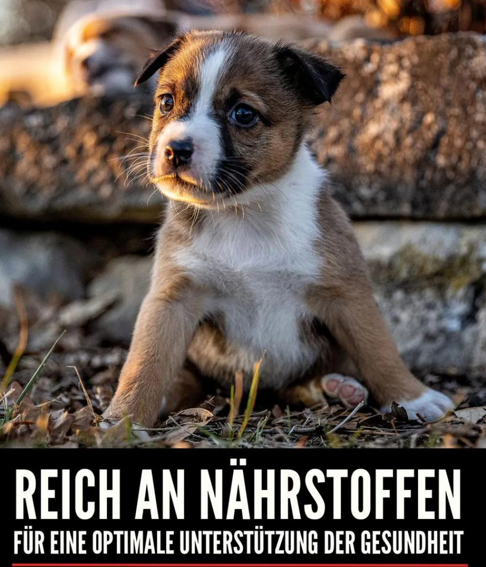 Orijen Trockenfutter Hund > ™ Trockenfutter für Hunde Small Breed Puppy