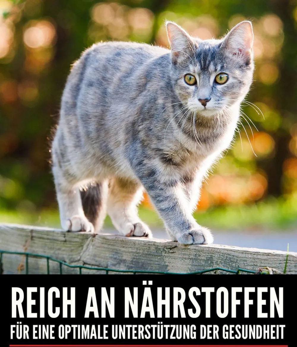 Orijen Trockenfutter Katze > ™ Trockenfutter für Katzen Regional Red