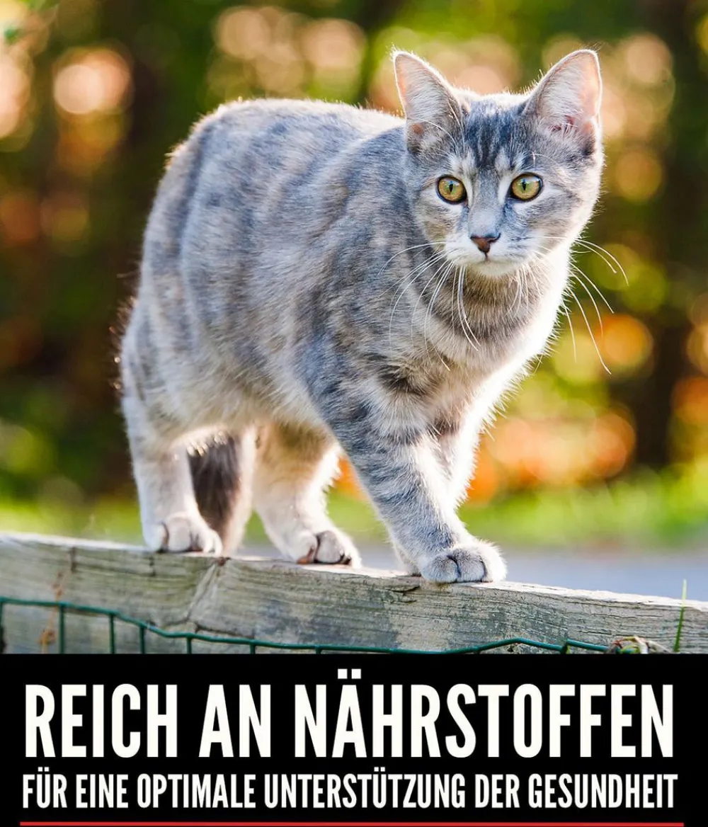 Orijen Trockenfutter Katze - ™ Trockenfutter für Katzen Regional Red