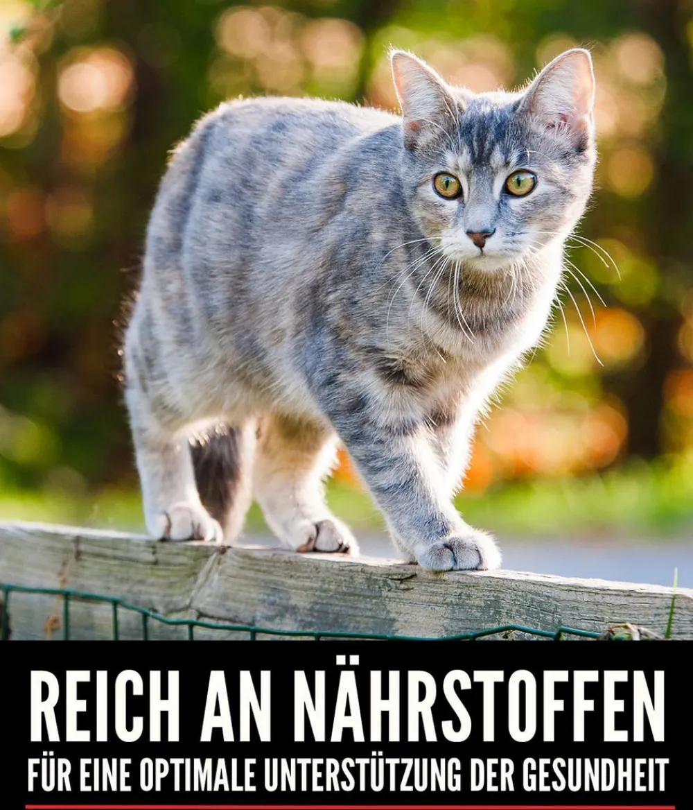 Orijen Trockenfutter Katze - ™ Trockenfutter für Katzen Six Fish
