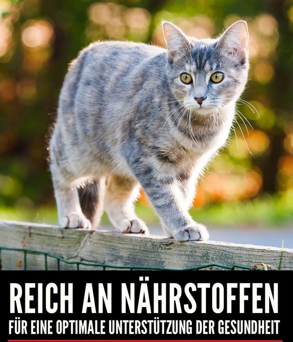Orijen ™ Trockenfutter für Katzen Kitten Discount
