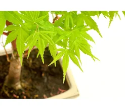 Dehner Laubgehölze|Bonsai - Outdoor-Bonsai Ahorn - Acer palmatum Grün