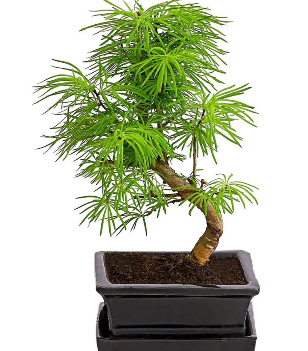 Dehner Outdoor-Bonsai Goldlärche - Pseudolarix amabilis Grün Outlet