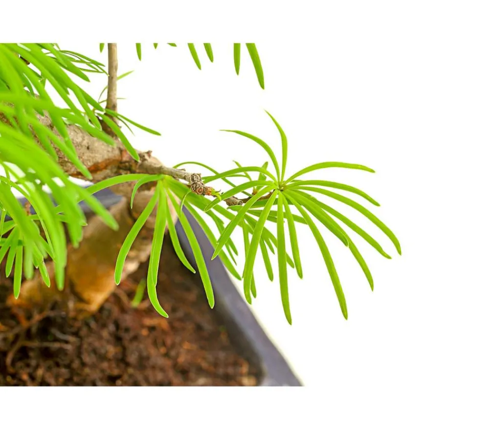 Dehner Outdoor-Bonsai Goldlärche - Pseudolarix amabilis Grün Outlet