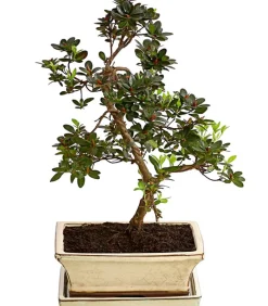 Dehner Bonsai > Outdoor-Bonsai Japanische Azalee - Azalee japonica