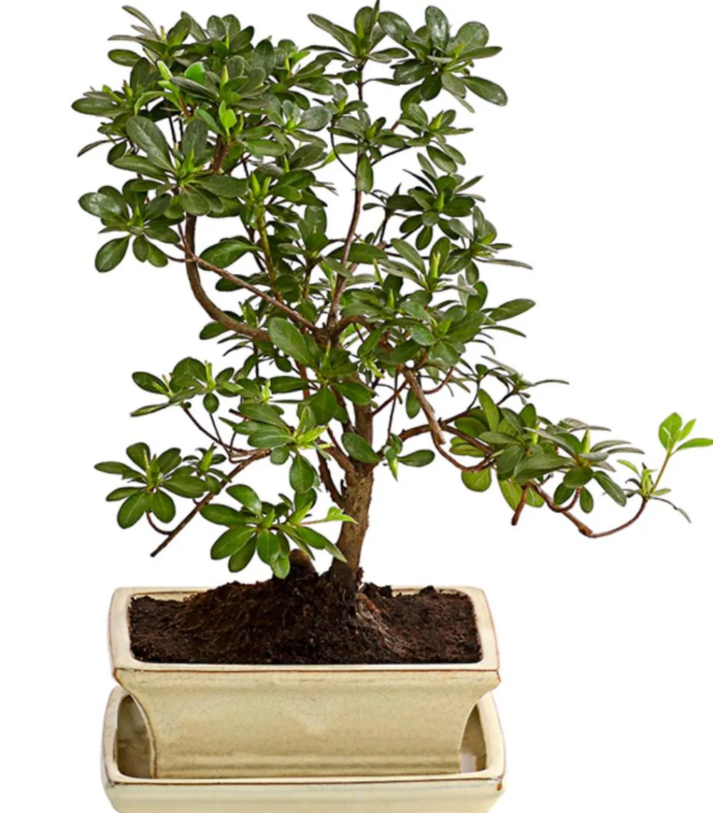 Dehner Outdoor-Bonsai Japanische Azalee - Azalee japonica Hot