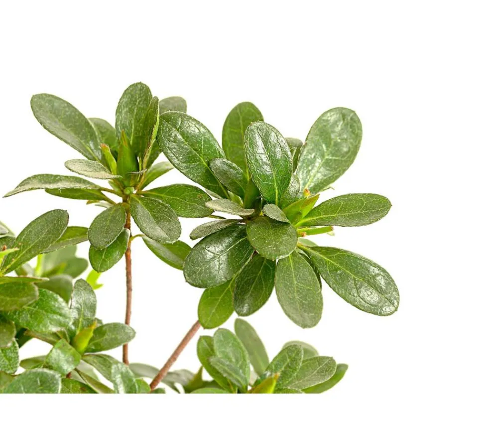 Dehner Outdoor-Bonsai Japanische Azalee - Azalee japonica Hot