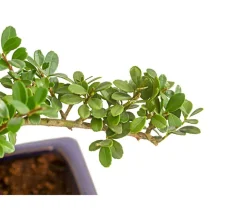 Dehner Laubgehölze|Bonsai > Outdoor-Bonsai Japanische Stechpalme - Ilex crenata