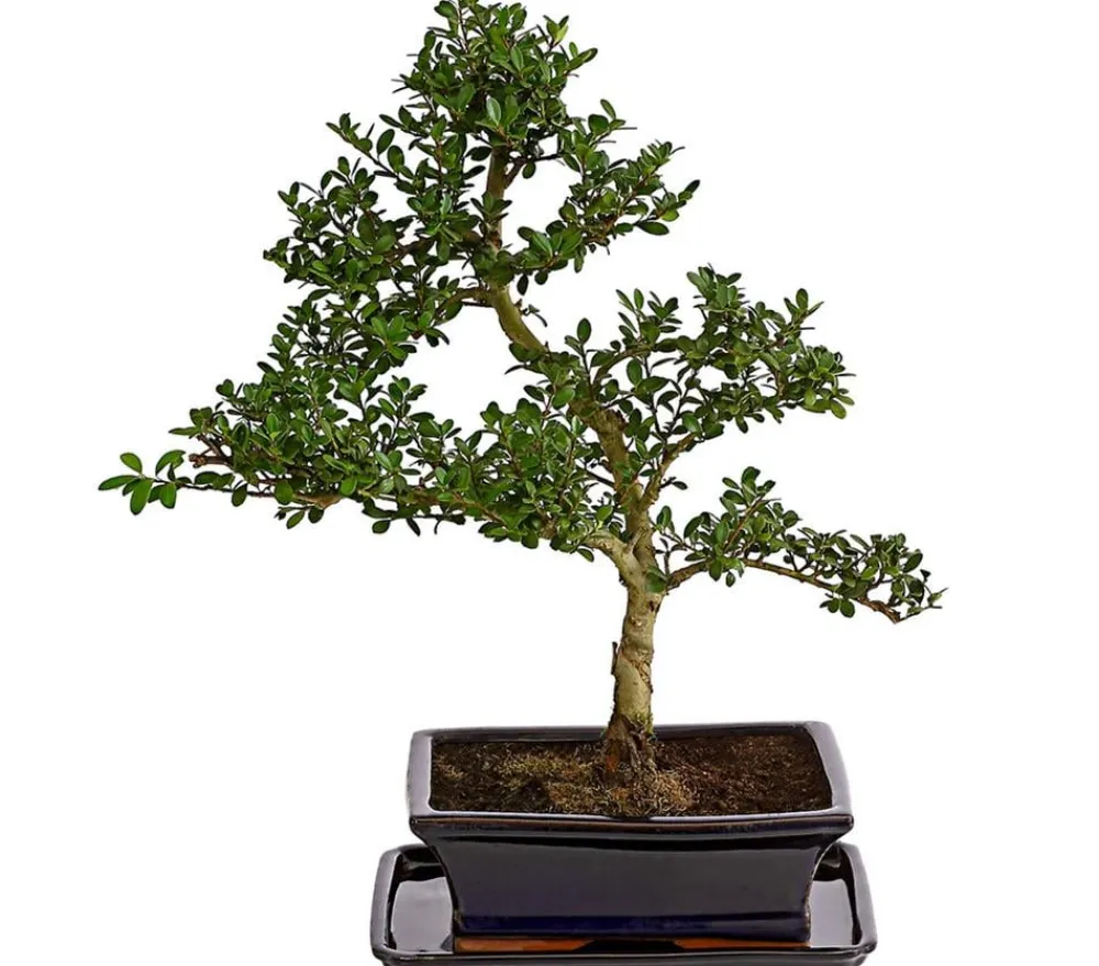 Dehner Laubgehölze|Bonsai > Outdoor-Bonsai Japanische Stechpalme - Ilex crenata