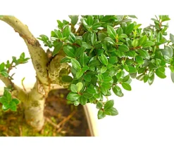 Dehner Laubgehölze|Bonsai - Outdoor-Bonsai Japanische Stechpalme - Ilex crenata Dunkelgrün
