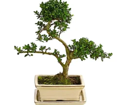 Dehner Laubgehölze|Bonsai - Outdoor-Bonsai Japanische Stechpalme - Ilex crenata Dunkelgrün