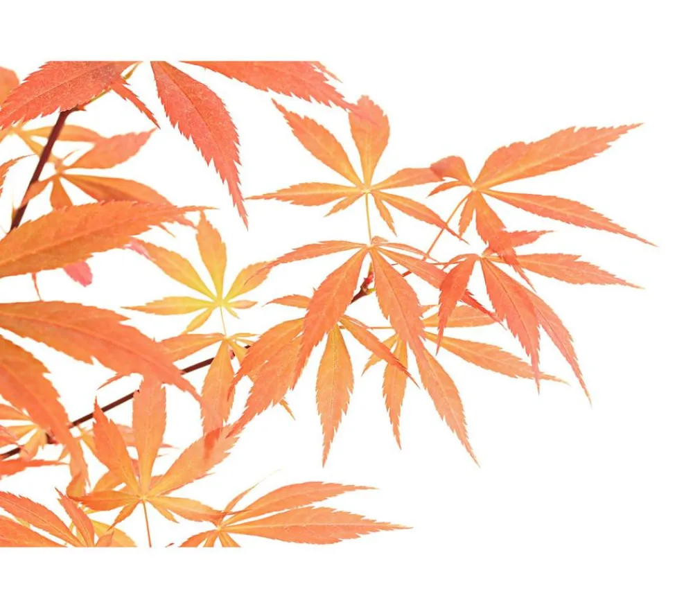 Dehner Laubgehölze|Bonsai - Outdoor-Bonsai er Fächerahorn - Acer palmatum 'Atropurpureum' Rot